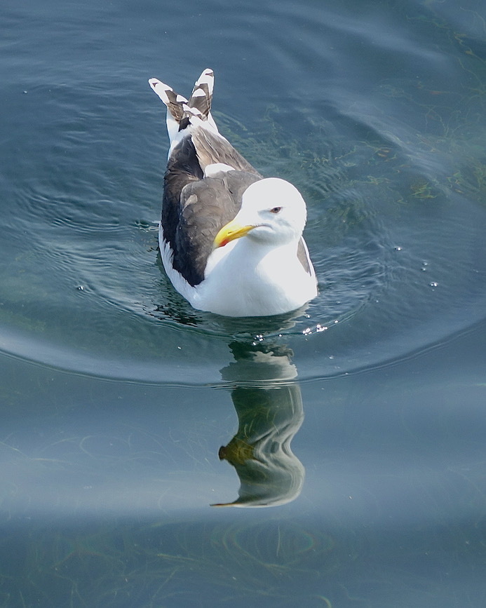 lesser black-backed gull